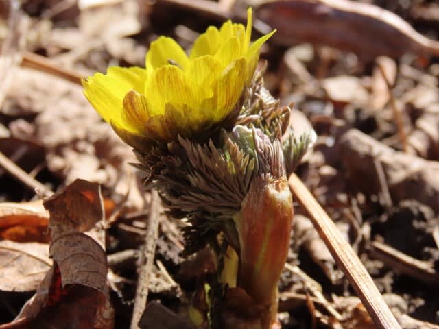 季節はそろりそろりと春に向かう　フクジュソウ（福寿草）開花