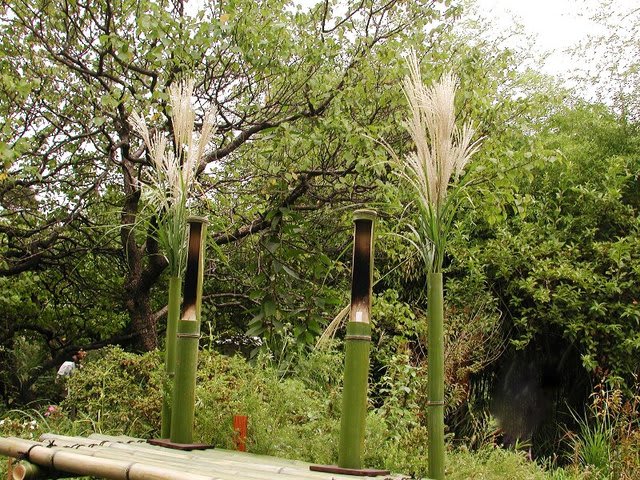 ススキ 薄 尾花 A子の花園