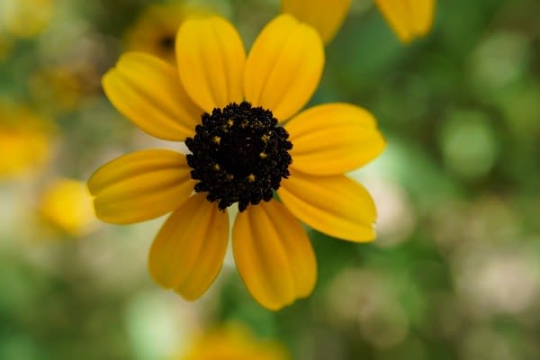 ルドベキア フルギダ きままに 風便り ルドベキア フルギダ きままに 風便り