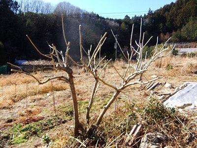 桑の木を剪定する 山里の道草に生きるたそがれ日記