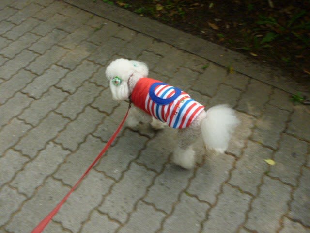 犬は汗をかく トイプードルのラスティーさんとれいさんと雲さん