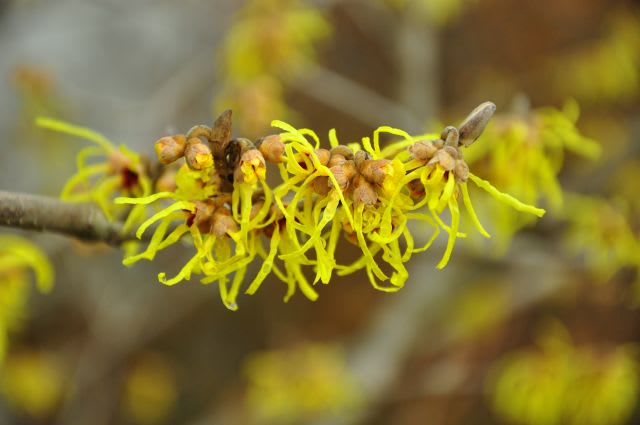 マンサクの花 行く川の流れ マンサクの花 行く川の流れ