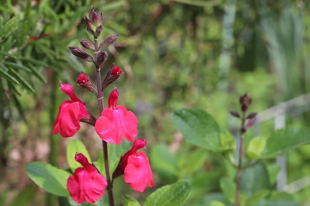 赤いチェリーセージが咲いてハーブの花も賑わい お庭の出来事２ つづきです