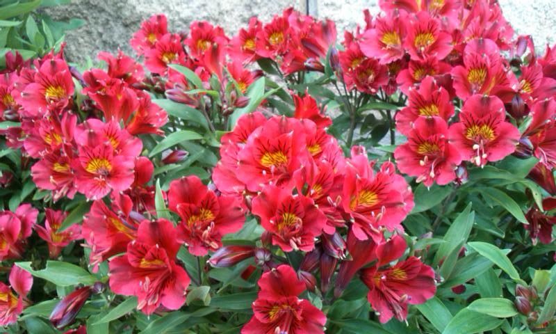 赤のアルストロメリア 花とキルト