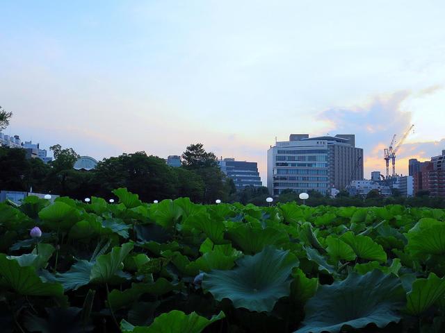 ハス田　夕暮れ