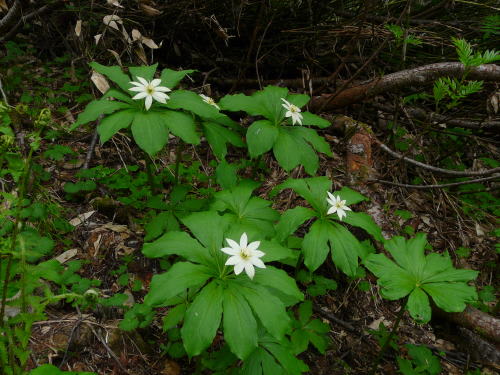 栂池自然園の植物（2009/7/20）　　キヌガサソウ（衣笠草）