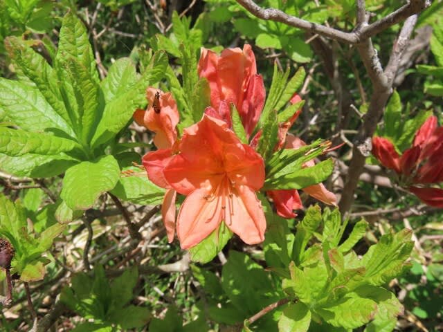 高ボッチ高原・鉢伏山で最近咲いている花 レンゲツツジ(蓮華躑躅)
