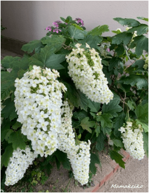 大きな紫陽花 花未来の夢