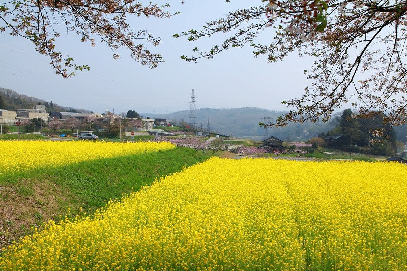 菜の花畑と桜 ソメイヨシノ 金沢から発信のブログ 風景と花と鳥など