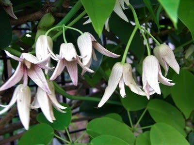 ムベ 郁子 の花 れんげの画像日記