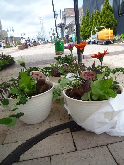 野菜と花の寄せ植え セミナー いしころとまとの花野果村 はなやかむら