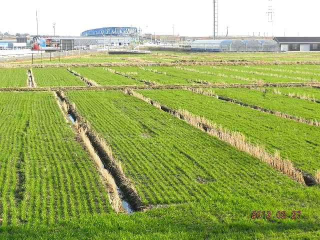 青い麦の画像