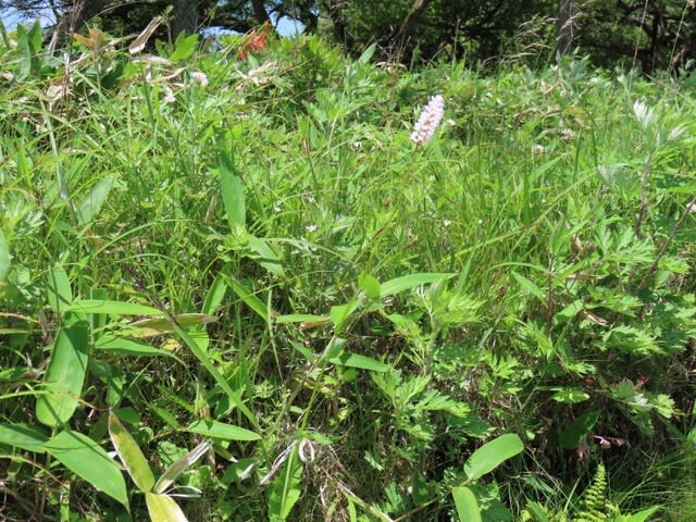 高ボッチ高原・鉢伏山で最近咲いている花　イブキトラノオ（伊吹虎の尾）