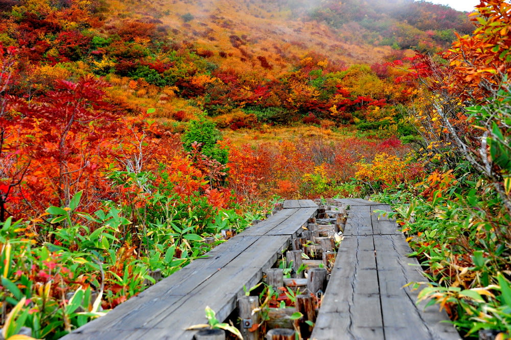 八方尾根は黒菱平の鎌池湿原の紅葉 写真ブログ ずバッと 今日の1枚 八方尾根は黒菱平の鎌池湿原の紅葉 写真ブログ ずバッと 今日の1枚