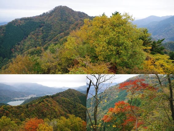 １１ ８ 土 仏果山 高取山 宮ヶ瀬ダム へ紅葉ハイキング 相模の鮎 雨 さん
