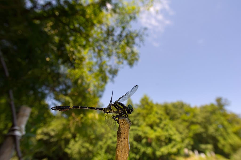 トンボが一番多い季節 Days Of Dragonflies Moths