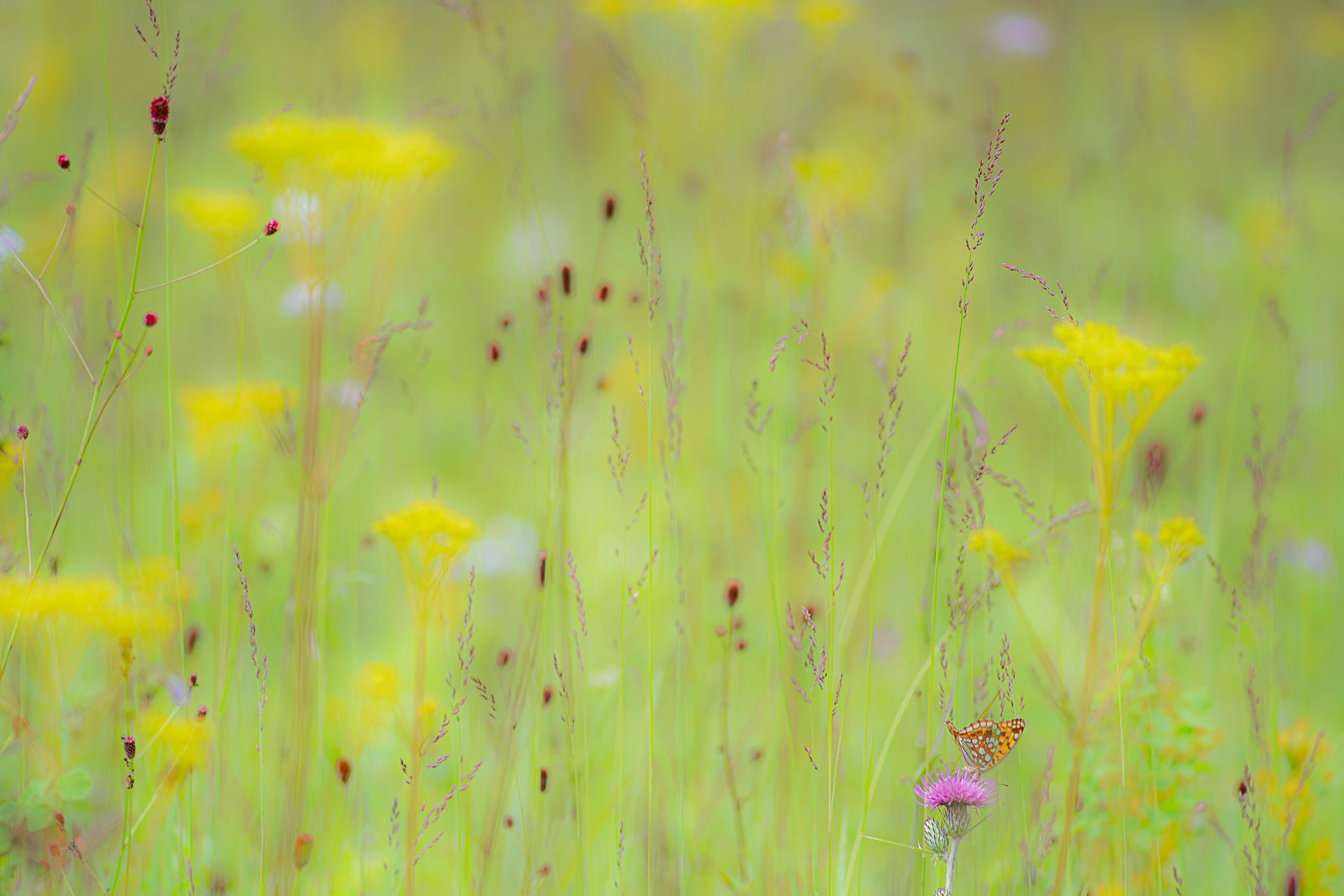 高原の花々の写真