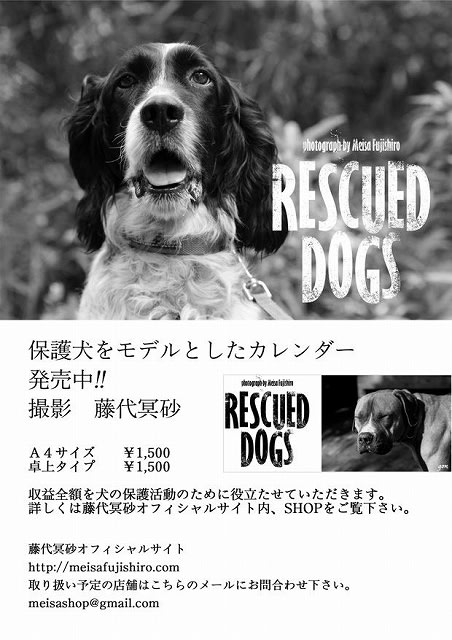 ワンコのレスキュー Kdp Kanagawa Dog Protection のカレンダー13年版はいかが 家 鎌倉七里ガ浜 時々八ヶ岳