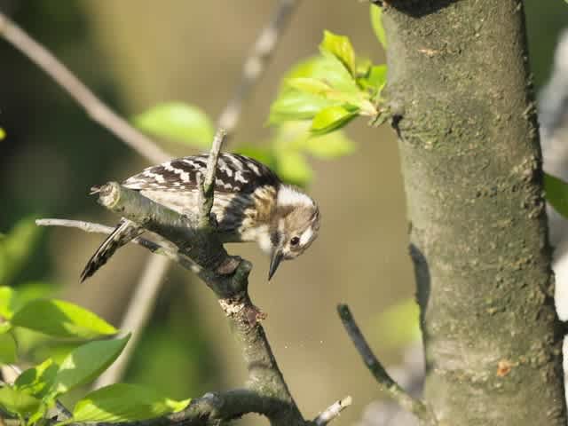 コゲラの巣作り ひなたぼっこ爺の写真館