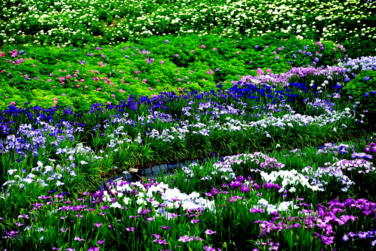 こころ和み癒しの花風景 写真ブログ ずバッと 今日の１枚