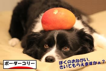 にほんブログ村 犬ブログ ボーダーコリーへ