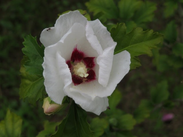 真ん中に赤い花芯を隠したレッドハート 槿シリーズ13 野の花 庭の花