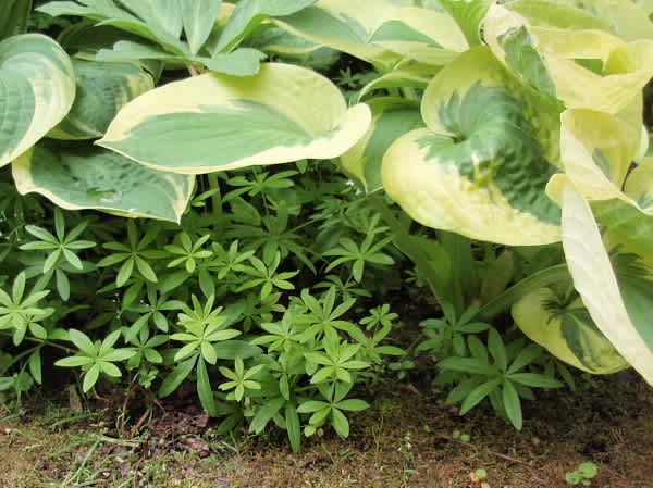 素敵なお庭 のブログ記事一覧 旭川発 ハッピーなくらし