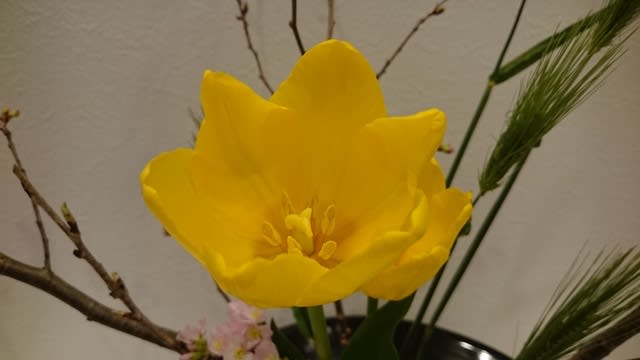 3月の生け花　サクラ、麦、チューリップ