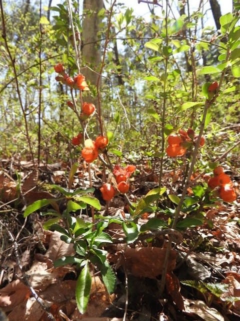 高ボッチ高原・鉢伏山で最近咲いている花　クサボケ（草木瓜）