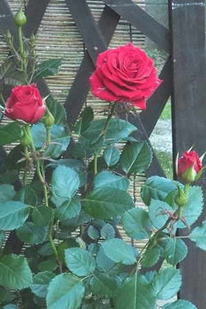 赤い薔薇と日陰の花と 花子の庭 赤い薔薇と日陰の花と 花子の庭