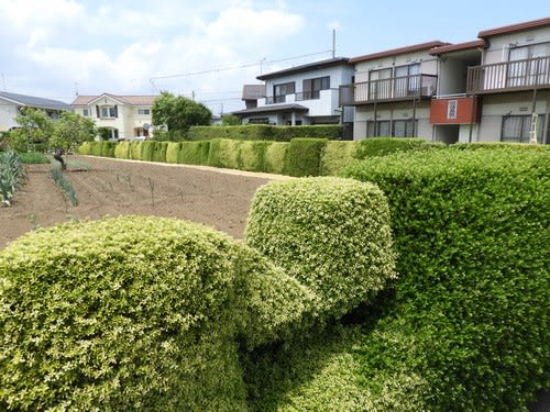 水戸のイヌツゲ生垣 ぶらっと 水戸