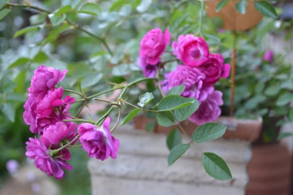 可愛いバラ スイートチャリオット そして庭の様子 Haruの庭の花日記 Haru S Garden Diary
