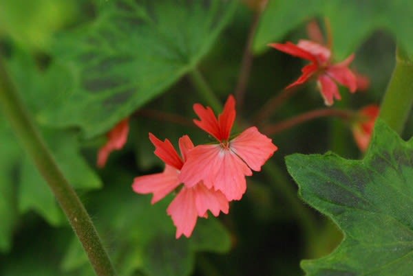 ゼラニウム 虫除けになると言われる花は10月12日の誕生花 Aiグッチ のつぶやき