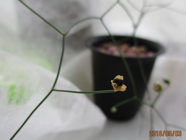ジゾバシスイントリカータ 種 植物 | pickardusa.com