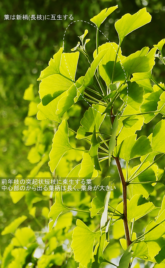 樹木の四季500 イチョウ - 里山コスモスブログ