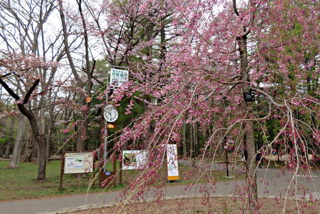 札幌で花見２０２２ 円山公園 北海道神宮 札幌 円山生活日記