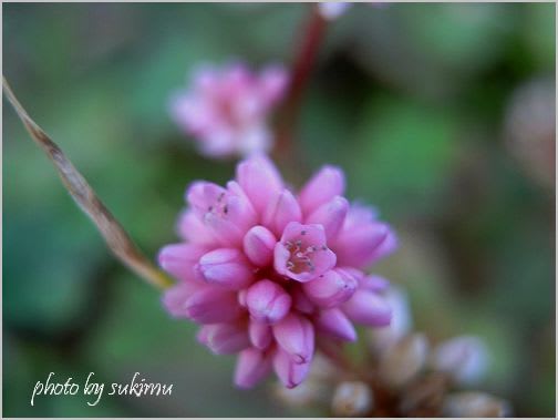 小さい花が集まって ヒメツルソバ ふわり ふわりと