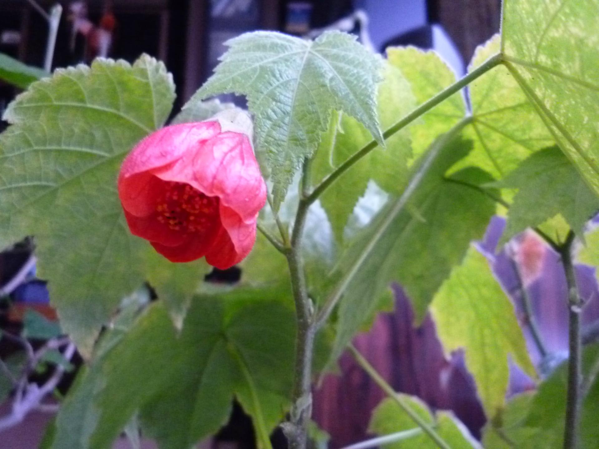 情熱の花ハイビスカスとかわいい子アブチロン 癒しの庭