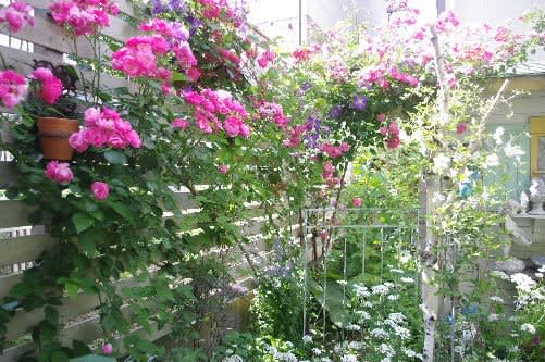 クレマチスにはアイアンフェンス 小さな庭の花日記