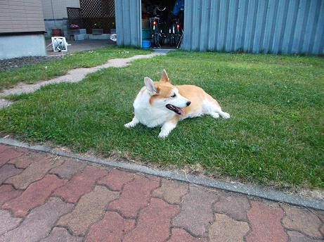 ナックリング 癒し系獣医師の動物病院開業日誌