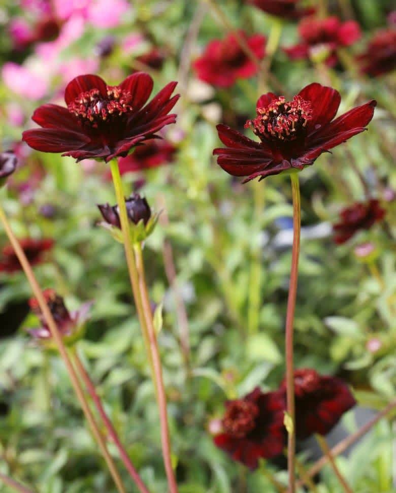 チョコレートコスモス 西尾市憩の農園 アブリル どこにでもあり どこにもない