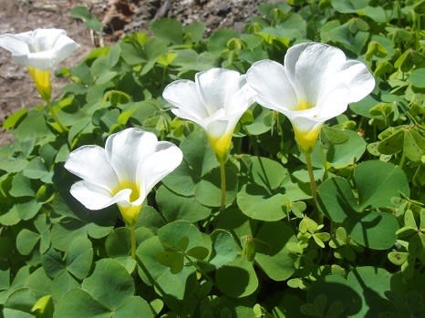 庭に咲いたオキザリスの白い花 ぶな太の四季折々