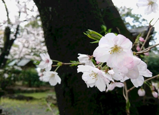 野依神社のシダレザクラ②.JPG