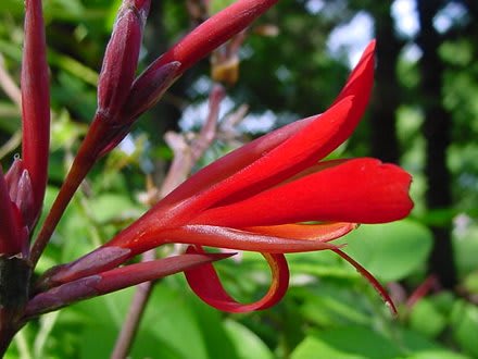ダンドク 曇華 壇特 ｇｏｒｏ ｓ 花 ｄｉａｒｙ