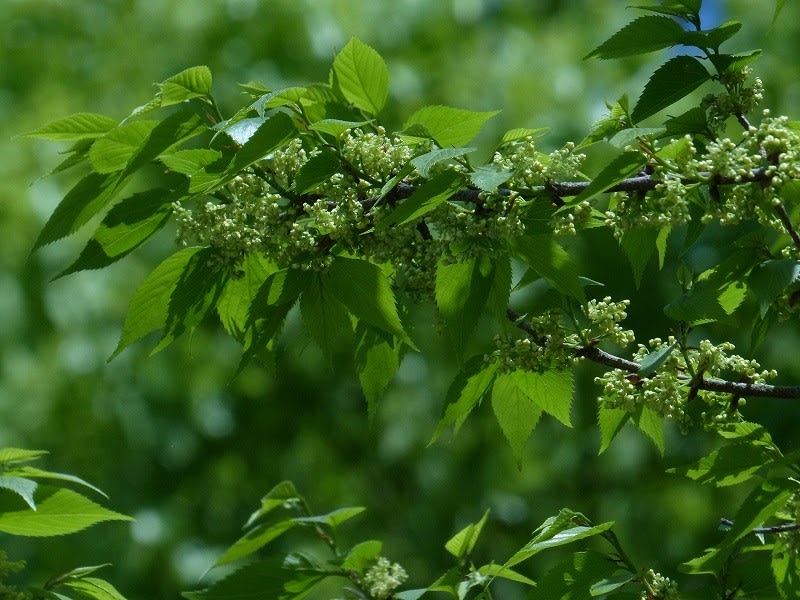 椋の木（ムクノキ）の板（期間限定値下げ） ムクノキ