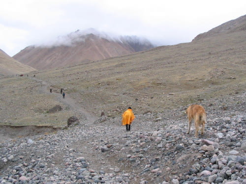 チベット・カイラス・コルラ犬