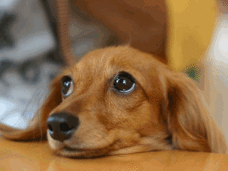 かわいい犬 8 1 ヨシキョ旅行記 かわいい犬 8 1 ヨシキョ旅行記
