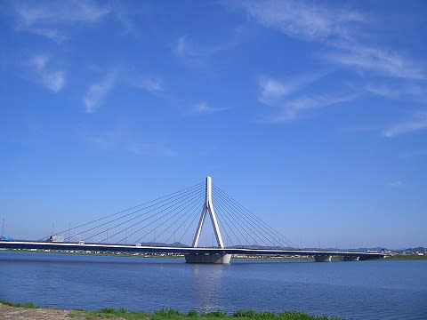 芦田川大橋の雲を眺める ヌートリアと水鳥のハーモニー