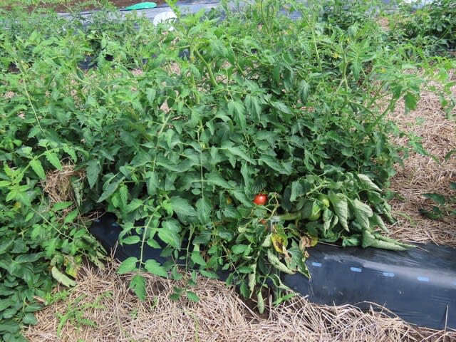 トマトの放任栽培　その後　2022/07/13　初収穫