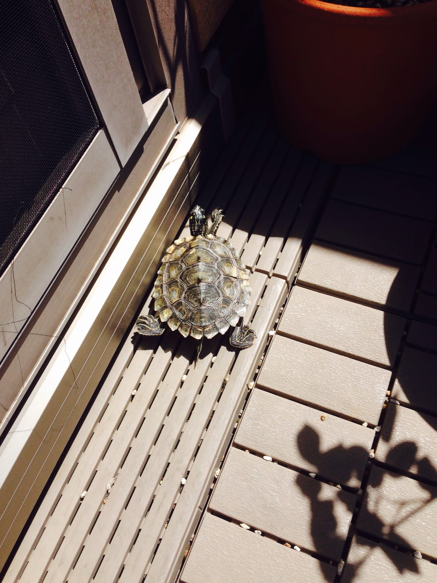 水換え カメさん日記 水換え カメさん日記